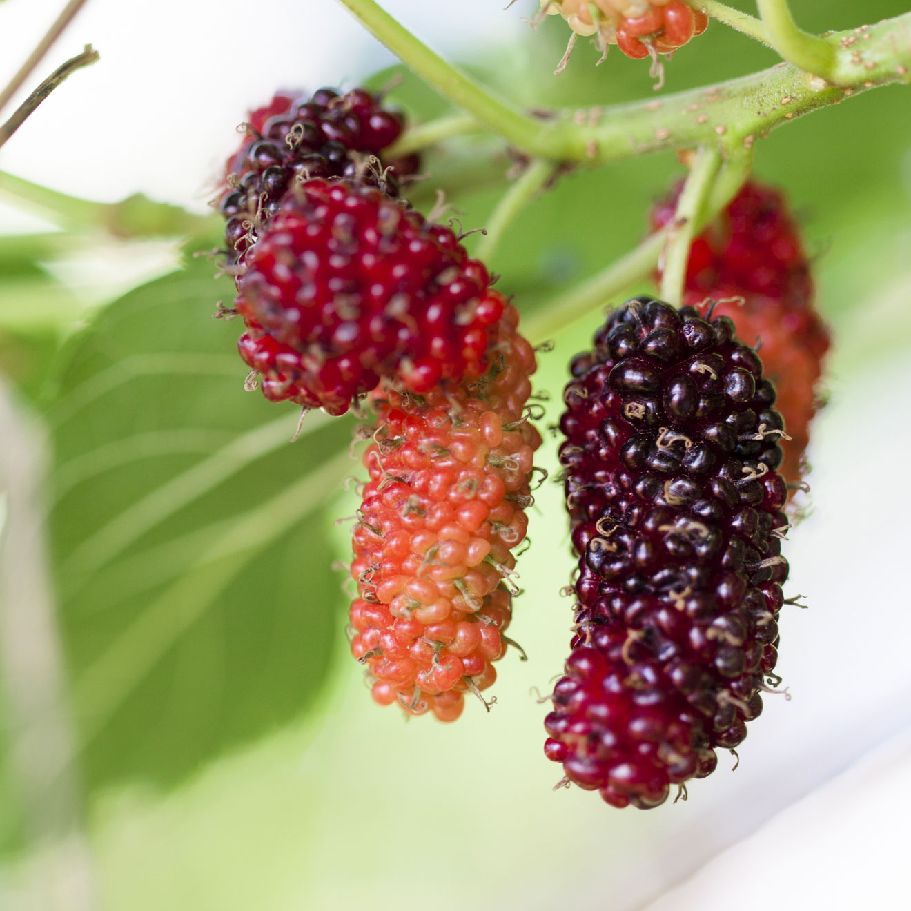 Brombeerähnliche Früchte trägt der Maulbeerbaum