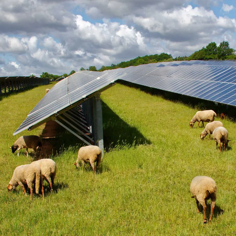 Eine Agri-PV-Anlage, wie sie in Kell am See (Rheinland-Pfalz) entstehen soll.