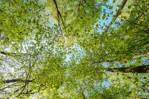 Blick von unten in Baumkronen mit grünen Blättern.