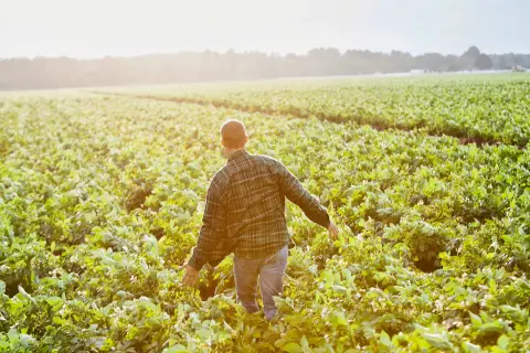 Landwirt auf dem Feld.