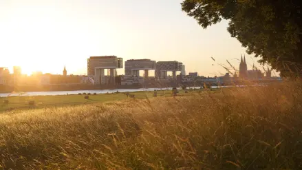 Rheinwiesen mit Kranhäusern beim Sonnenuntergang