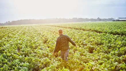 Landwirt im Feld