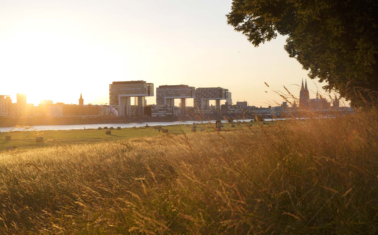 Rheinwiesen mit Kranhäusern beim Sonnenuntergang