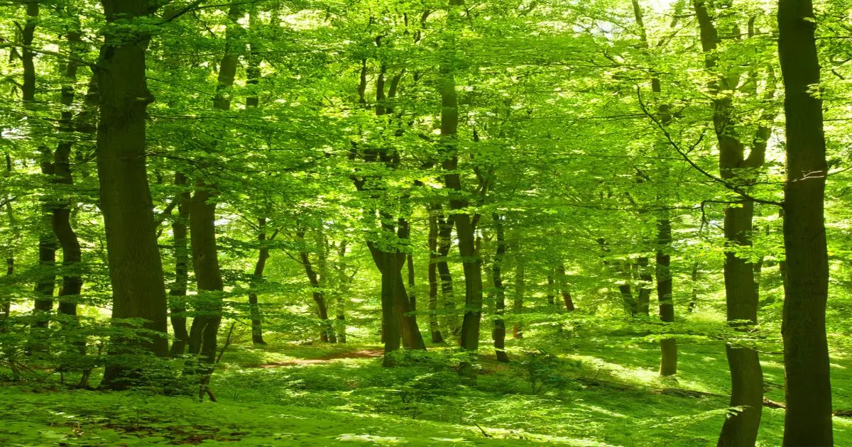 Saftig grüner Wald mit Moos auf dem Boden